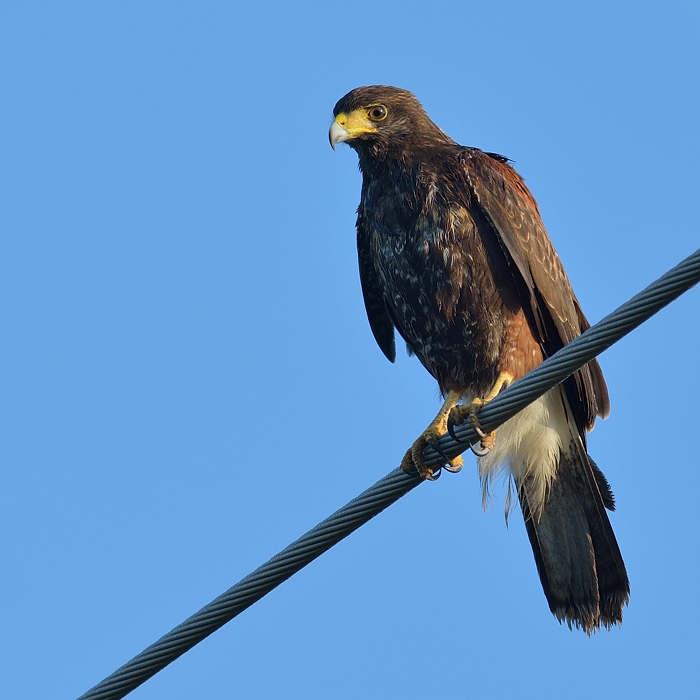 Woestijnbuizerd